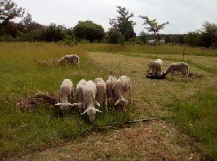 2 Bedroom Property for Sale in Estoire Free State